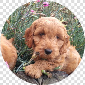 The Cockapoo Is One Of The First “designer Dogs” Dating   Labradoodle  HD Png Download