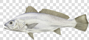 Striper Bass  HD Png Download