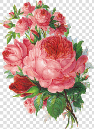 Que Es Un Sabado Sin Flores  Es El Toque Especial    English Rose Watercolor Png  Transparent Png