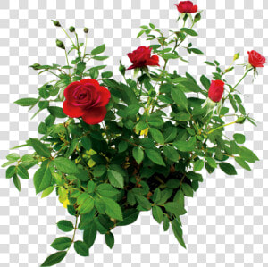 Цветок Розы  Куст Розы Красной  Rose Flower  Rose Bush   Rose Bush Transparent Background  HD Png Download