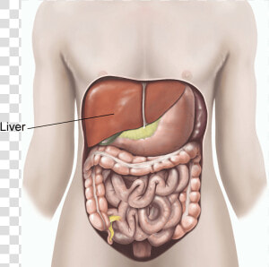 Illustration Showing A Liver Biopsy  HD Png Download