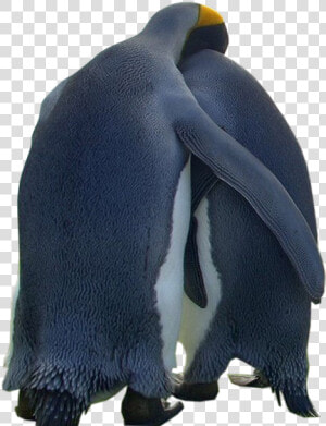 Tubes Animaux   Penguin Love  HD Png Download