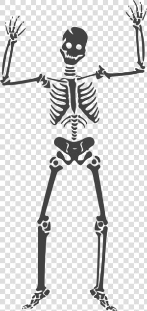 Skeleton Clipart Transparent   Skeleton Vector  HD Png Download