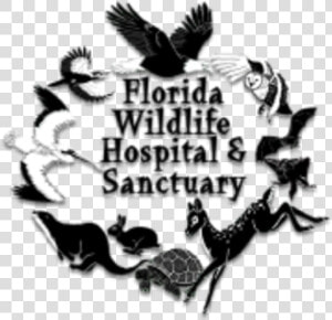 Running Wild 5k   Florida Wildlife Sanctuary  HD Png Download