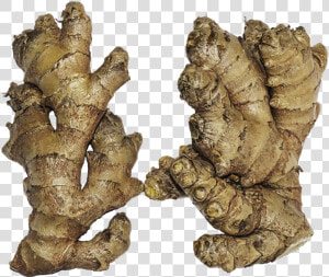 Ginger  Rhizome  Ginger Root  Zingiber Officinale   Ginger Rhizome  HD Png Download