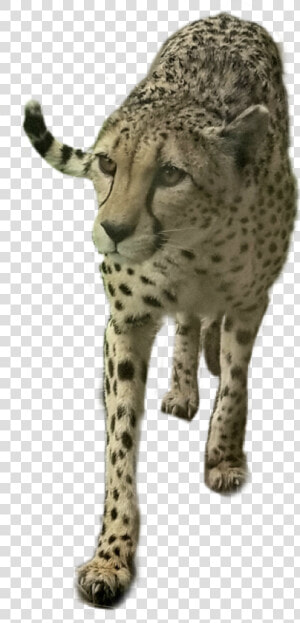 Freetoedit Bigcat Cheetah Animal  HD Png Download