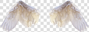 White Wings  Wings  Bird  Feathers  Freedom  Fly  Png   Feathers For Editing  Transparent Png