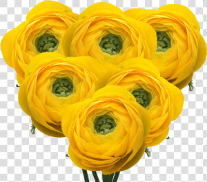 Yellow Ranunculus Flowers Wholesale Prices   Artificial Flower  HD Png Download