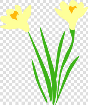 Daffodil  Daffodils  Flora  Flower  Flowers   Daffodil Vector Free  HD Png Download