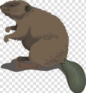 American Beaver Diet Png   Beaver Clip Art  Transparent Png