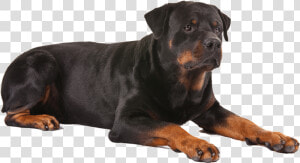 Rottweiler Png  Transparent Png