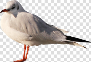 Gull  HD Png Download