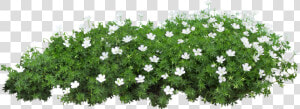  grama   Flower Garden Png  Transparent Png