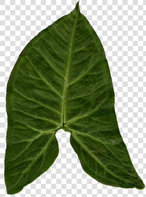 My Ivy Leaf Texture   Big Leaf Png  Transparent Png