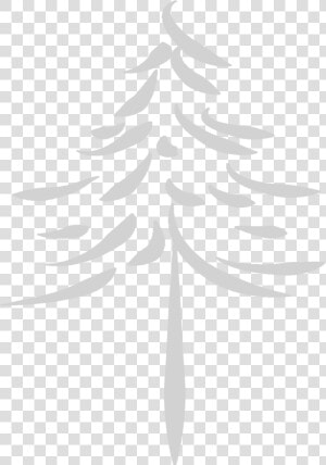 Spruce  HD Png Download