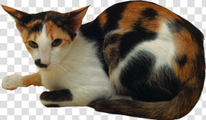 Cat Png   Domestic Short haired Cat  Transparent Png