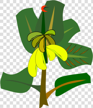 Plant flora leaf   Banana Tree Cartoon Transpatent  HD Png Download