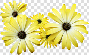 Daisies  Yellow  Flowers  Garden  Nature  Cut Out   Transparent Yellow Daisy Png  Png Download