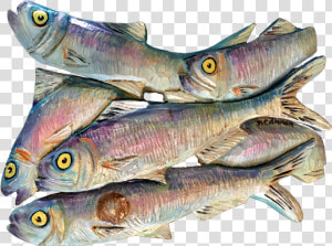 W Img 6571 2 Herring 3   Lunge  HD Png Download