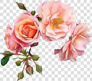 Garden Roses Flower Pink Clip Art   Rose Gold Flowers Clip Art  HD Png Download