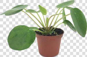 Set Of 2 Pilea Peperomioides Plants   ต้น Chinese Money Plant  HD Png Download