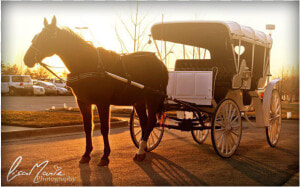 Horse Drawn Carriages   Horse And Buggy  HD Png Download