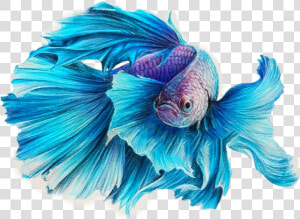 Transparent Betta Fish Clipart   Fish Drawing Color Pencil  HD Png Download