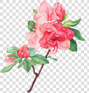 Garden Roses Flower Illustration   Flowers Blooming Png  Transparent Png