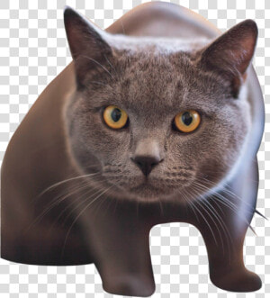 British Shorthair Cat With Yellow Eyes  HD Png Download