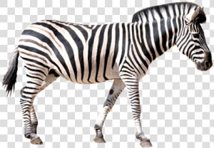 Zebra Png Transparent Images   Zebra Png  Png Download