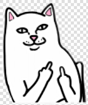  fuckyou  idiot  cat  miau      Cat Fuck You Png  Transparent Png