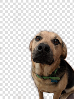  odie   Labrador Retriever  HD Png Download