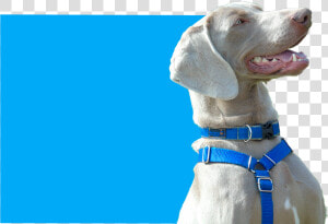 Dog Yawns  HD Png Download