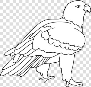 Transparent Eagle Head Clipart Black And White   Bald Eagle  HD Png Download