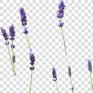 Transparent Lavender Sprig Clipart  HD Png Download