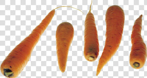 Download This High Resolution Carrot Png Picture   Carrot  Transparent Png