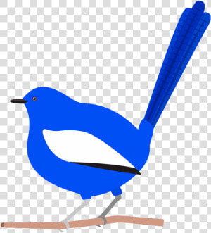 Blue Wren Cartoon  HD Png Download