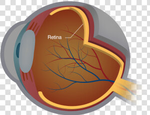 Diagram Of The Retina   Disease Retina  HD Png Download