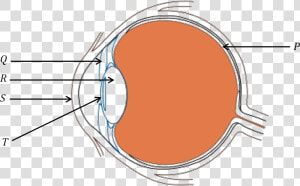 Diagram Of Human Eye   Science Questions About Eye  HD Png Download