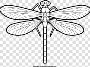 Dragonfly Clipart Scroll   Dragonfly Black And White Clip Art  HD Png Download