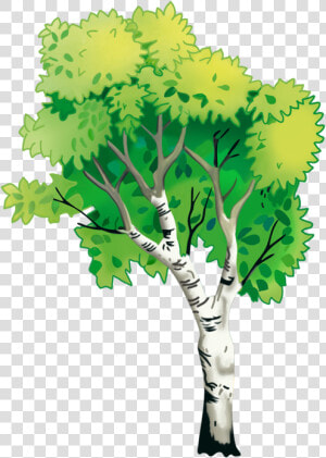 Nature Natural Environment Tree   Plane tree Family  HD Png Download