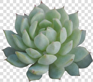 Little Transparent Succulent For Ya Blog   Succulent Png  Png Download