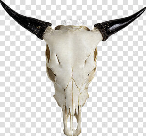 Highland Cattle Skull Horn Bull Goat   Cow Skull Transparent  HD Png Download