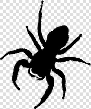 Transparent Spider Silhouette  Spider Png Image   Fantasy Spider Png  Png Download