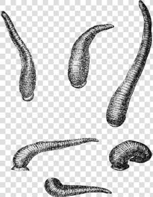 Limnatis Nilotica Movement   Leech Clipart Png  Transparent Png