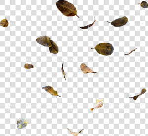  ftestickers  leaves  falling  fallingleaves  fall   Moths And Butterflies  HD Png Download