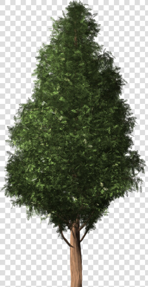 Tree Chilean Cedar Austrocedrus Chilensis Free Photo   Cedar Tree Transparent Background  HD Png Download