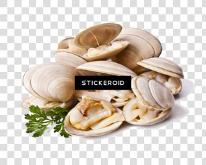 Clams Animals Clam   Clams Png  Transparent Png