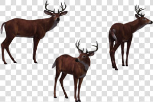 Deer Buck 03 By Free Stock   Deer Hunter Png  Transparent Png