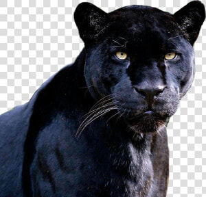  blackpanther  panther  panthers  freetoedit   Black Panthers Louisiana  HD Png Download